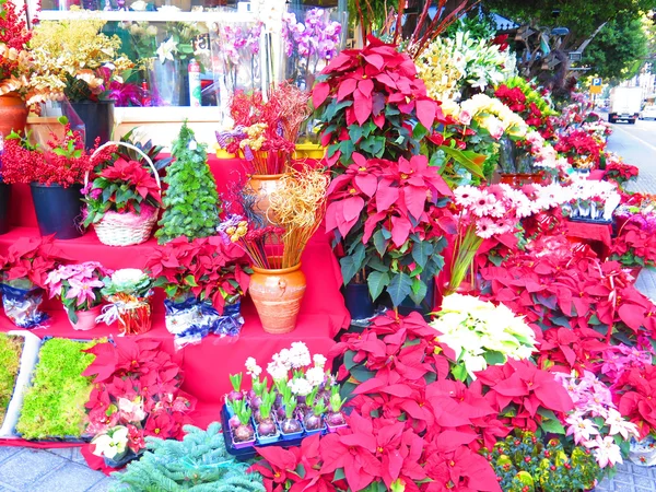 Malaga çiçek pazarı — Stok fotoğraf