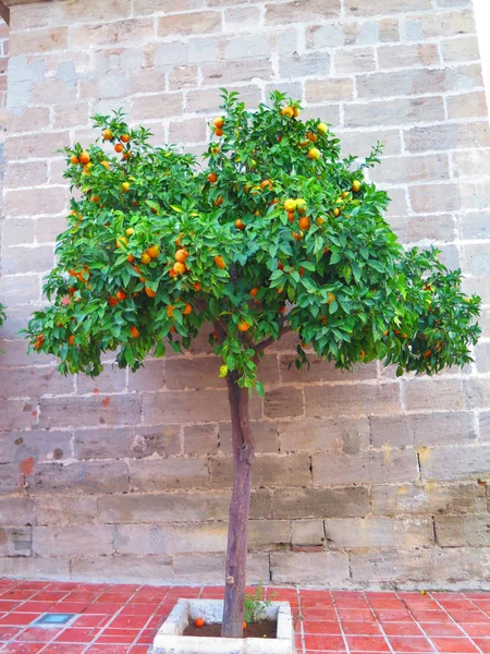 Oranges mûres sur l'arbre — Photo