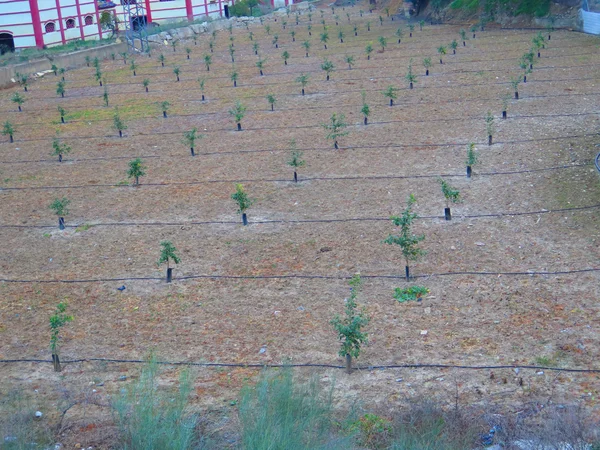 Naranja recién plantado — Foto de Stock