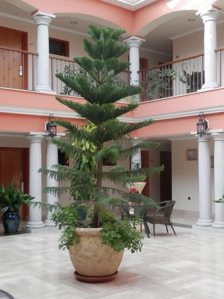 松树在酒店中庭 — 图库照片