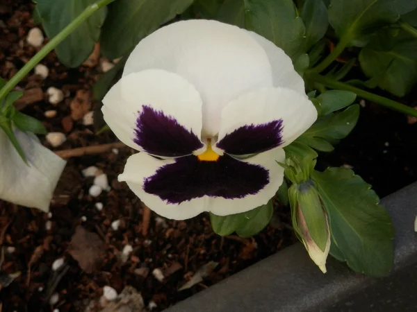 White pansy with black markings