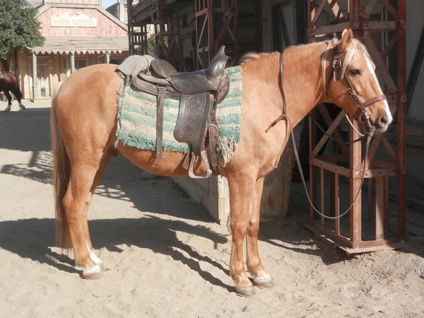 Caballo ensillado al sol — Foto de Stock