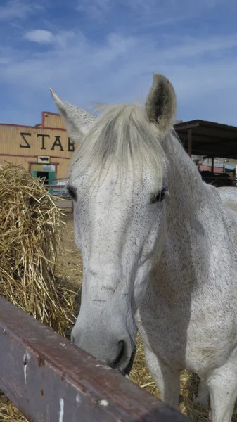 Zbliżenie: białego konia — Zdjęcie stockowe
