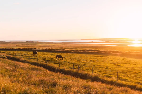 Закат Дикими Лошадьми Лугу Исландии Река Море Заднем Плане — стоковое фото