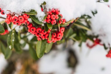 Güneşli bir günde tepesinde kar tabakası olan yabani kırmızı böğürtlen dalı.
