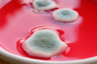 Kırmızı zemin üzerine kalıp