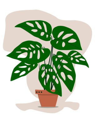 Monstera adansonii Terracotta tenceresinde