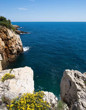 Sarı çiçekler, mavi deniz, mavi gökyüzü 