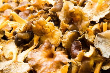 Orman mantarları, kış mantarları (Craterellus tubaeforis) sonbahar boyunca kızartma tavasında.