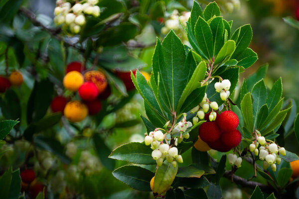 Красный, апельсины и желтые плоды клубники осенью.