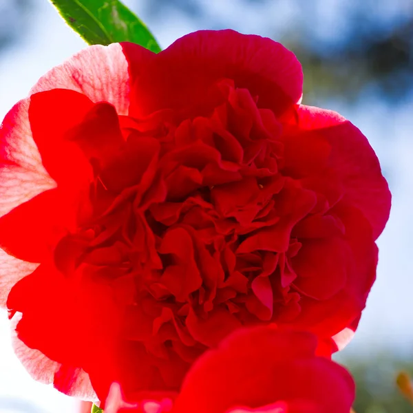 Fleur Double Camélia Rouge Avril — Photo