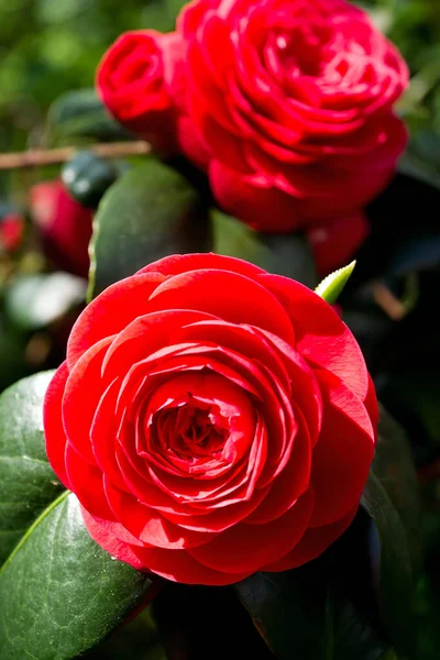 Deux Fleurs Camélia Rouge — Photo