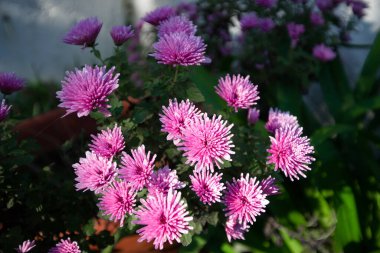 Beyaz ve yeşil arkaplanda pembe kasımpatı çiçekleri