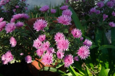 Beyaz ve yeşil arkaplanda pembe kasımpatı çiçekleri