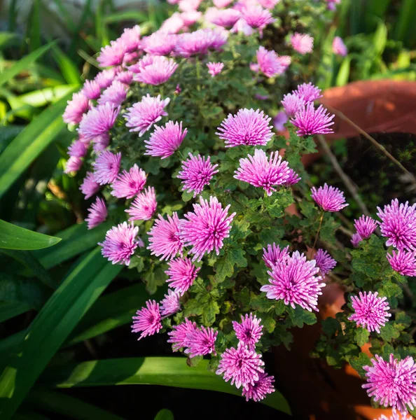 Flores Crisântemo Rosa Sobre Fundo Branco Verde — Fotografia de Stock