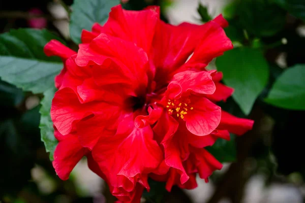 Piękny Czerwony Kwiat Podwójnego Hibiskusa Selektywne Skupienie — Zdjęcie stockowe