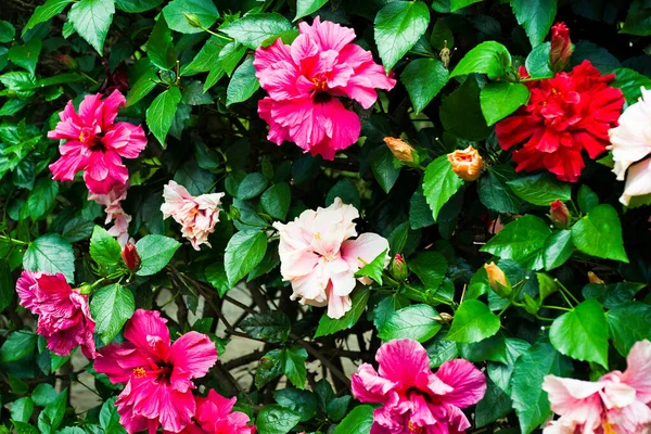 Grupa Hibiskus Kwiaty Czerwony Różowy Pomarańczowy Wyspie Madera Latem Selektywne — Zdjęcie stockowe