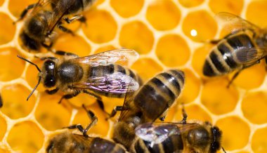 Kovan çerçevesinde bal peteği ile arılara yakın çekim.
