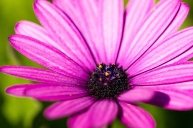 Pembe osteospermum yakın plan.