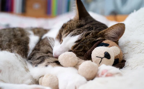 Katze Schläft Mit Dem Kopf Auf Einem Kleinen Stoffhund Und — Stockfoto