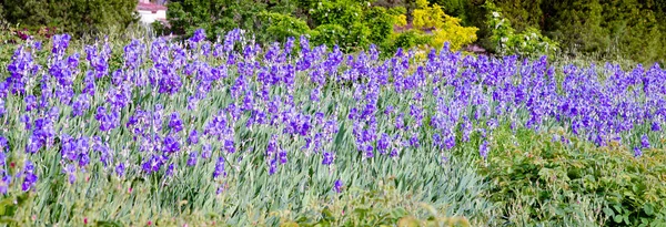 Campo Lirios Púrpura Iris Pallida Sur Francia Mayo — Foto de Stock