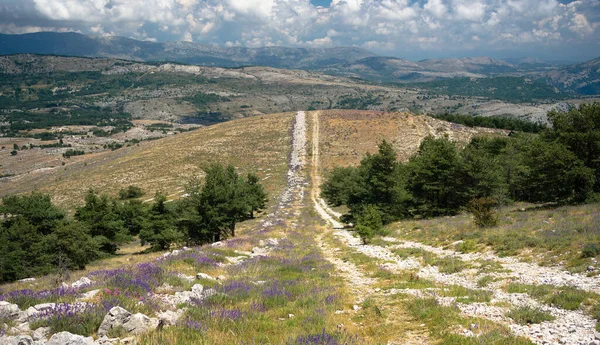 Trail path following the hill with lavender, pine trees and mountains in the background. In provence near Gourdon and Grasse,  Alpes maritimes French Riviera