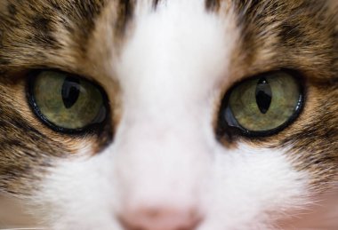 Bir tekir kedinin yeşil hipnotik gözleri.