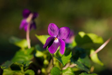 Güney Fransa 'da bahar aylarında mor çiçek yapraklarını siyah bir arkaplan ile kapatın