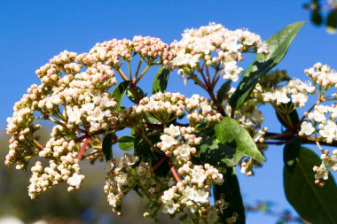 Büyük teneke defne çiçekleri (Viburnum tinus) ve Fransız Rivierası 'nda baharda arka planda mavi gökyüzü.