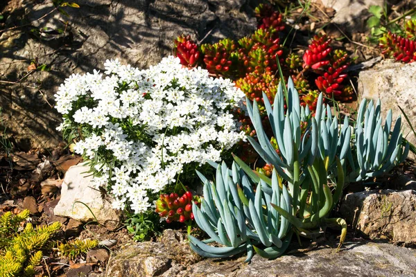 Mediterranean garden, stones, Iberis Sempervirens, Senecio talinoides, Sedum reflexum Angelina, Sedum Rubrotinctum Jelly beans