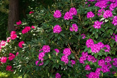 Large purple and red rhododendrons in bloom in spring near Paris in May
