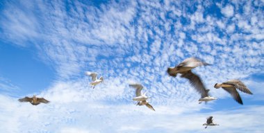 Paris, Fransa yakınlarındaki Provins şehrinin ortaçağ surlarının geniş açısı