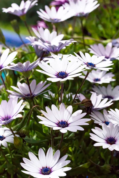 White Blue African Daisies Osteospermum Blooming Springtime — Stock Photo, Image