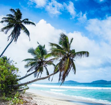 Seyşeller adalarındaki La Digue 'de kumsal ve hindistan cevizi ağaçları