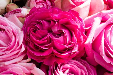 Çiçek açan bir grup pembe gül, yakın plan.