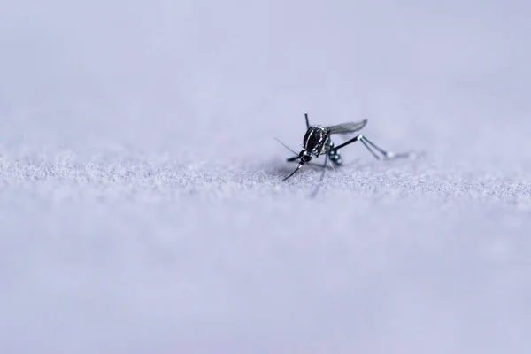 Macro Fotografia Mosquito Tigre — Fotografia de Stock