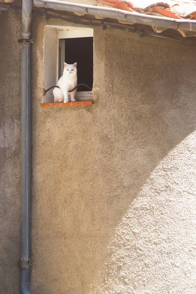 フランス南部の村の窓の端に座っている恐れのない白い猫 — ストック写真