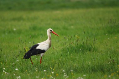 Beslenme alanındaki beyaz leylek.
