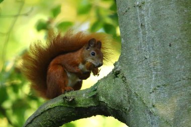 Sincap Wiewiorka 'da besleniyor.