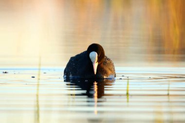 Sudaki ördekler Lyska 'yı kapatın.