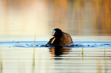 Sudaki ördekler Lyska 'yı kapatın.