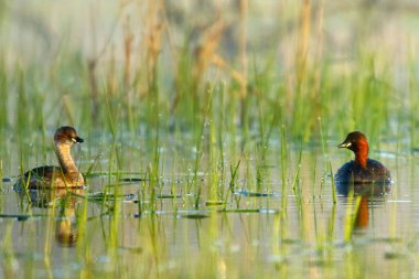 Sudaki ördekler Lyska 'yı kapatın.