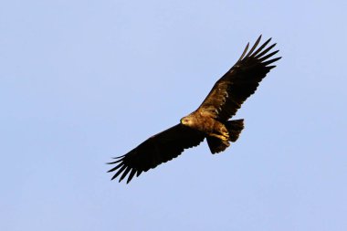 Orzel bielik uçuşunda yırtıcı kuş