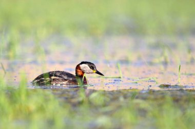 Sudaki ördekler Perkoz 'u kapatın.