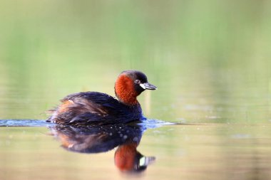 Sudaki ördekler Perkozek 'i kapatın.