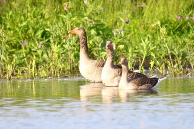 Sudaki ördekler Gegawa 'yı kapatın.