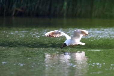 Bir kuş suyun üzerinde yürüyor mewa smieszka