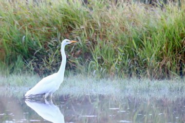 Sıfır zemin üzerinde bir balıkçıl czapla biala