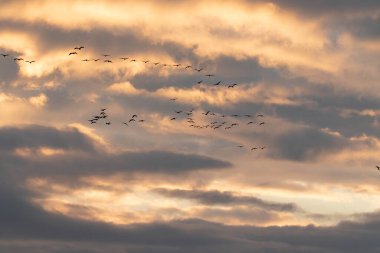 Turnalar görkemli güzel kuşlar zurawie
