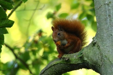 Sincap Wiewiorka 'da besleniyor.